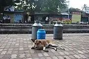 A dog and some milk churns on the platform of Hridaypur local train station in Kolkata.