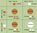 Punnett square: Inheritance with two genetic carriers