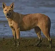 Dog in mud