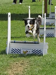 Photo: Dog in competition on grass.