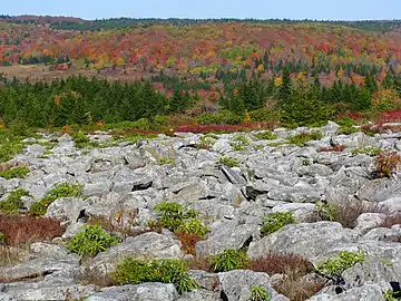 One of many extensive exposed rock fields at the sods