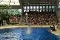 Dolphin show