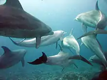 Bottlenose dolphins