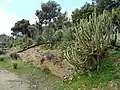 Rock garden with Mexican flora