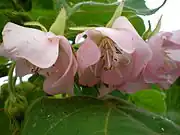 Flowers beginning to senesce