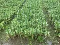 A field of lucky bamboo in Donghai Island, Guangdong