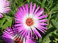 Livingstone daisy, C. bellidiforme