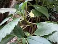 Flower structure and leaves.