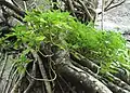 Clump growing between roots of a Ficus on a cliff.