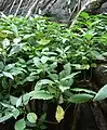 Clump growing between the roots of a Ficus on a granite cliff in a hill forest in central Sri Lanka.