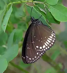 Euploea sylvester