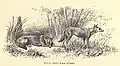 Wild Dogs, (Cuon rutilans)...25