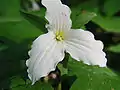 Trillium at Dowagiac Woods