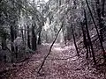 A broken tree branch, suspended from luckier trees, hanging over a snowmobile path in a forest in Hillsborough County, New Hampshire