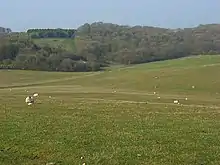 Combe Wood and Linkenholt Hanging