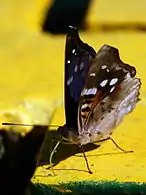 Male from Tingo María, Peru