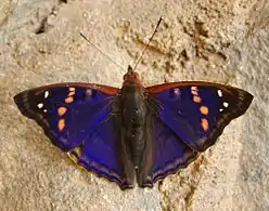 Dorsal sideFoz do Iguaçu, Brazil