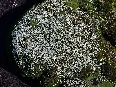 Flowering cushion of D. minimum on Mount Field