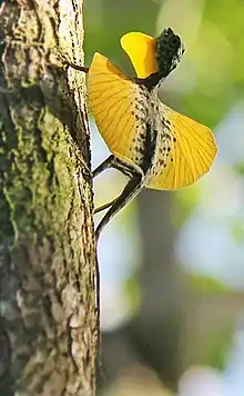 Sulawesi lined gliding lizard (Draco spilonotus) – male extending gular flag and patagium in Sulawesi, Indonesia