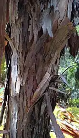 The flaky bark on the trunk