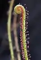 Drosera filiformis