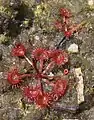 Basal rosette of Drosera gracilis (Drosera peltata var. gracilis)