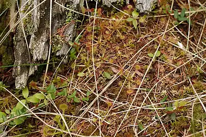 Carnivorous plant found in Minnesota at Lake Bemidji State Park