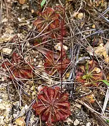 Multiple drosera plants with long flower stalks