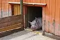 Pig at the Pig Barn