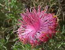 Isopogon dubius