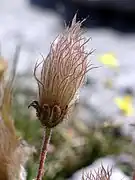 Seed head