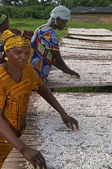 Cassava chips being dried in the Democratic Republic of the Congo