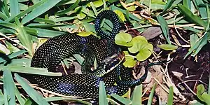 Northern speckled racer (Drymobius margaritiferus), El Cielo Biosphere Reserve, Mexico (12 August 2004).