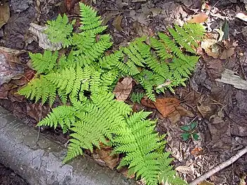 Dryopteris intermedia in Washington, D.C.