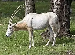 Scimitar oryx