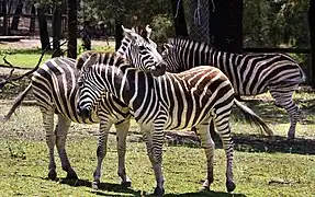 Plains zebra