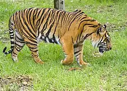 Sumatran tiger