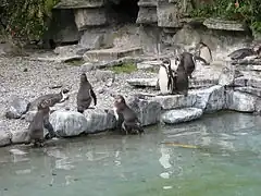 Humboldt penguins (Spheniscus humboldti).