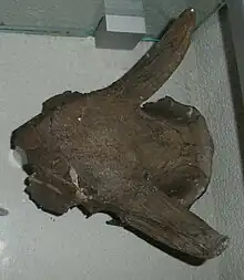 Duboisia santeng skull