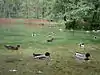 Ducks at Vrelo Bosne