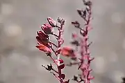 The flowers on their branch. Compared to Dudleya pulverulenta, the flowers are held erect, rather than held downwards