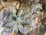 In San Diego County, with growing inflorescence