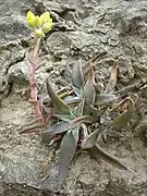 The plant with developing inflorescence