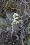 Getting ready to bloom in habitat