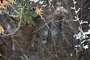 Multiple rosettes on a shady ledge