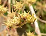 The fruiting flowers of Dudleya edulis. Note the 5 ovaries.