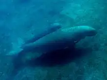 A dugong mother with a calf half its size traveling just above the seabed