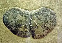 Fossil of Laevaptychus