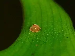 Egg