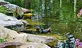 Dusky moorhens in a lake